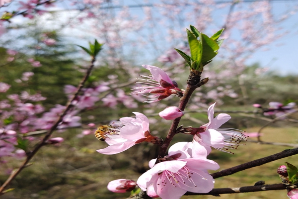 桃花原圖.jpg